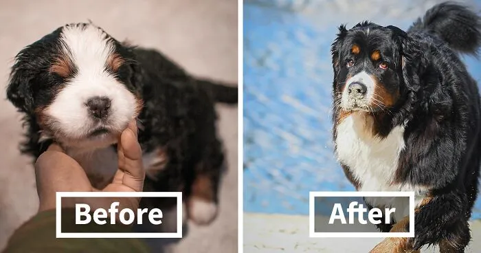 40 Photos Showing A 5-Year Difference Of Our Dog: Puppy To Adult