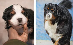 40 Photos Showing A 5-Year Difference Of Our Dog: Puppy To Adult