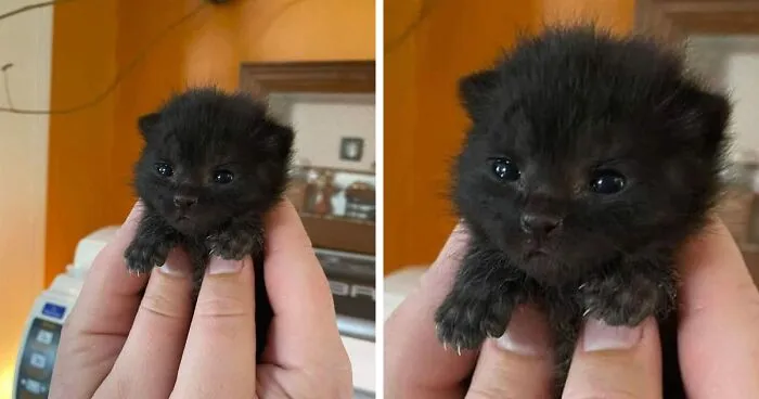 This Group Is Dedicated To Posting Pics Of Cats' "Murder Mittens" And Here Are Their 50 Best Pics (New Pics)