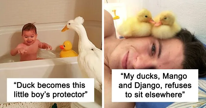40 Cute Duck Pics That Might Just Make You Go “Aww” Uncontrollably