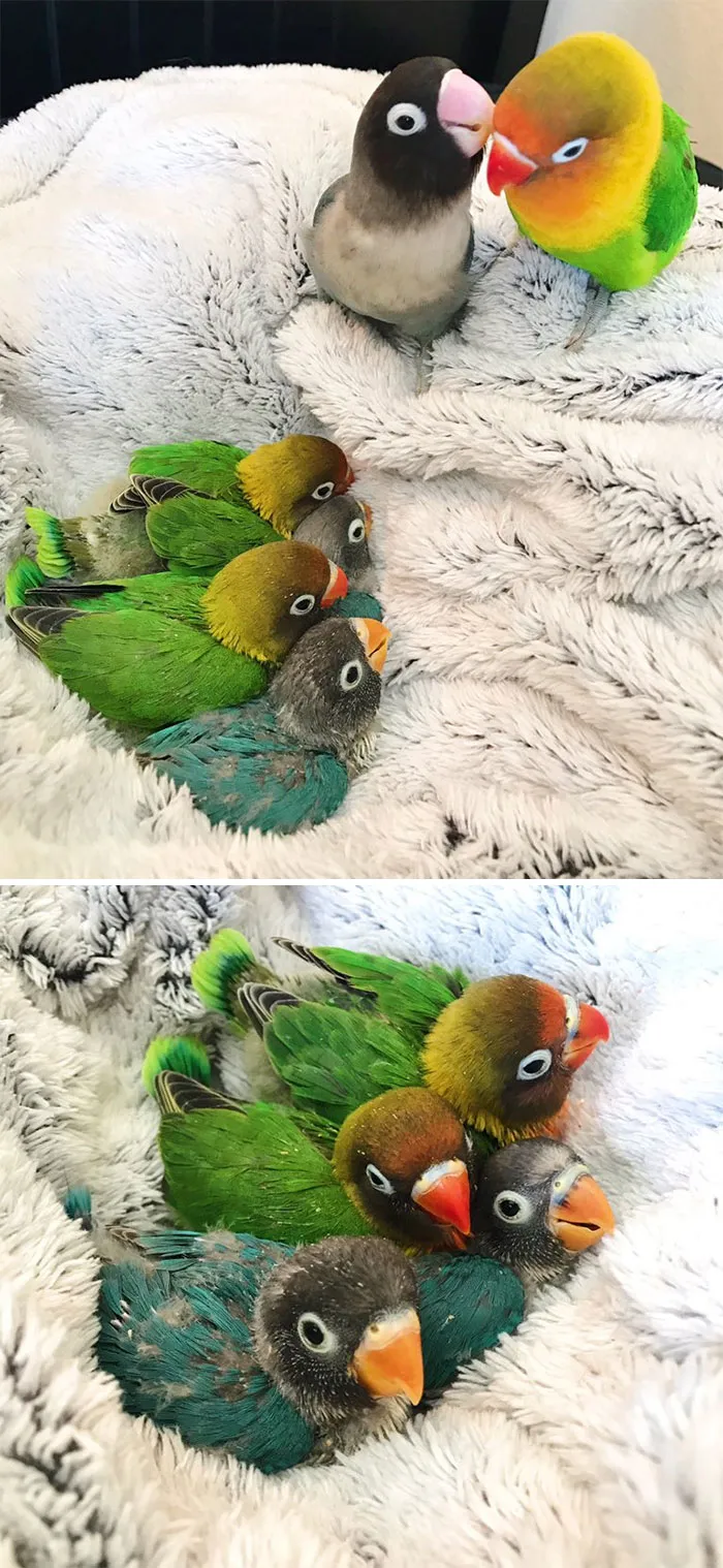 Kiwi And Goth GF Family