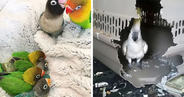 50 Parrots That Prove There Is Never A Dull Moment When Owning Them As A Pet