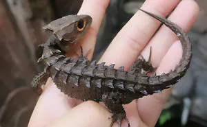 40 Times Lizards Were Caught Being Unbearably Cute