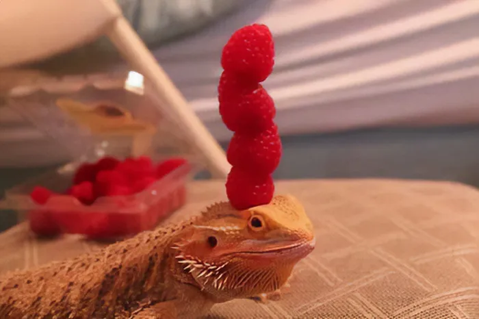 Lo siento si ya habíais visto a un lagarto haciendo equilibrios con frambuesas en la cabeza