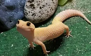 40 Times Lizards Were Caught Being Unbearably Cute