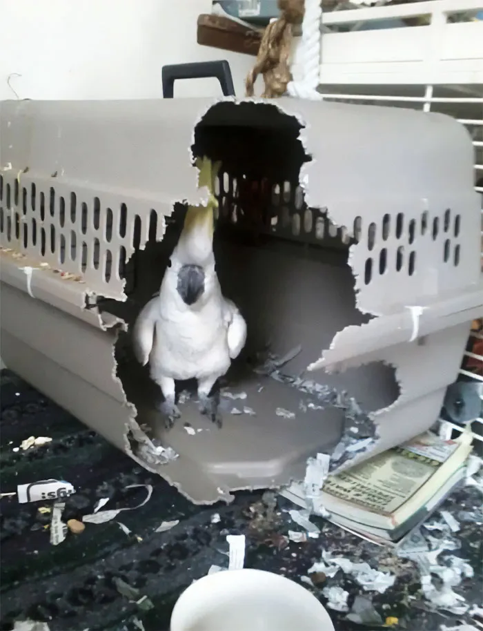 Just Try To Frigging Cage Me Again