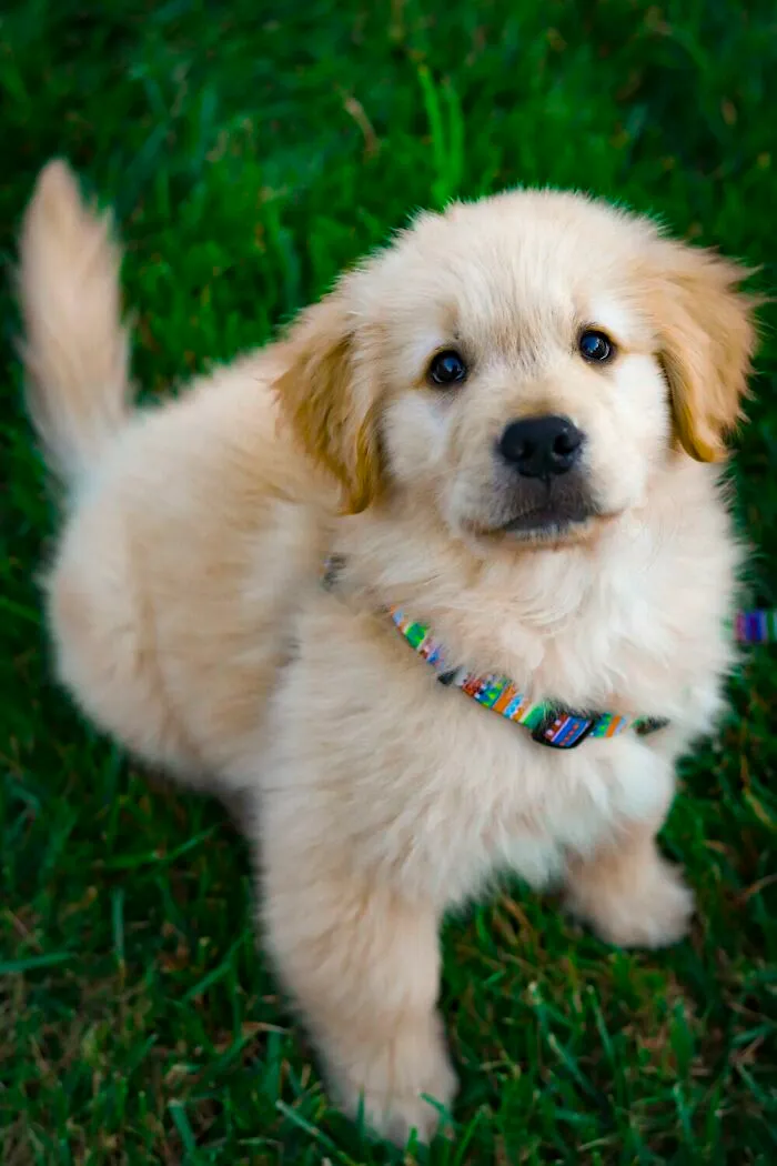 The “WeRateDogs” Twitter Account With 9M Followers Rates People's Dogs, And It's As Hilarious As It Is Wholesome (50 New Pics)