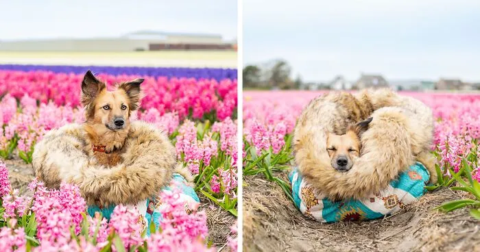 We Found Out My Traumatized Rescue Dog Feels Happy Among Flowers, So We Bring Her To All The Fields We Can Find (22 Pics)