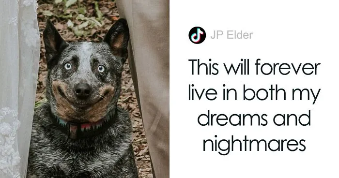 Dog Goes Viral For Photobombing Its Owners’ Wedding Picture, Others Share Their Own Pics