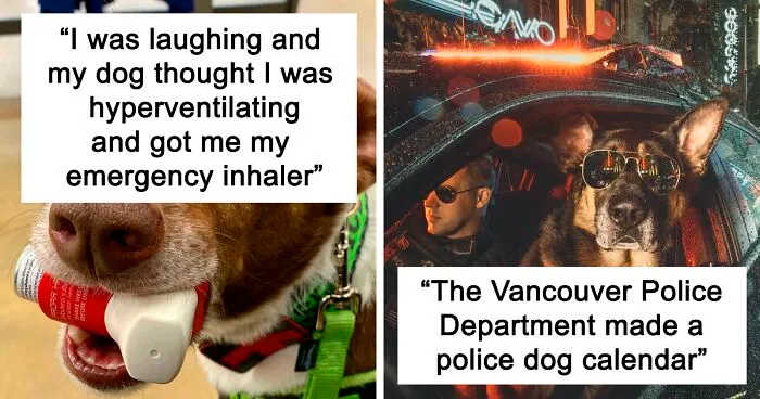 "Dogs With Jobs": 50 Adorable And Wholesome Pics From This Online Group
