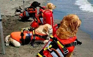 "Dogs With Jobs": 50 Adorable And Wholesome Pics From This Online Group