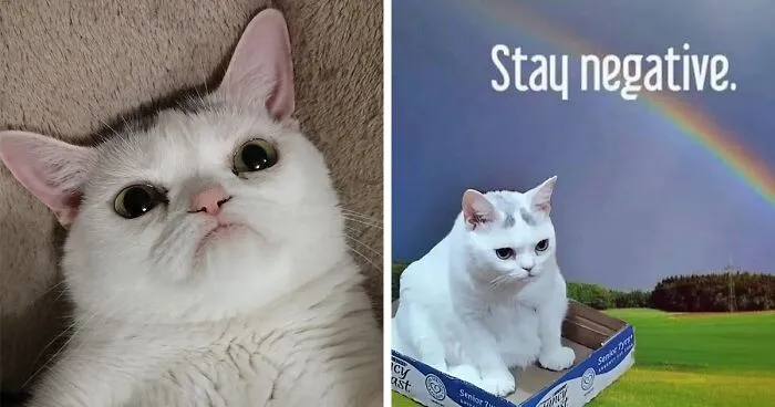 Sassiest Dwarf Kitten Comes Into Woman's Home, Steals Her Heart And Becomes Internet Sensation