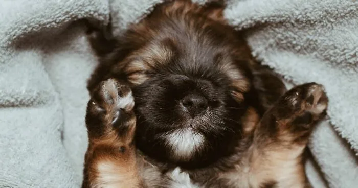 New Competition Launched To Find The UK’s Sleepiest Dogs!