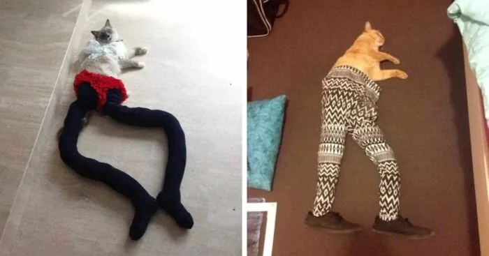25 Funny Cats Wearing Tights