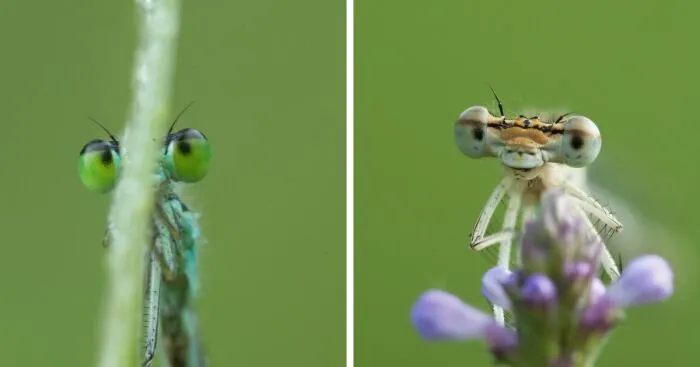 Damselflies Have A Temper, And My 6 Photos Will Prove It