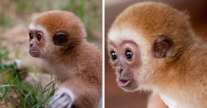Baby Gibbon Delphina Still Lives With Her Zookeeper Mother Zera