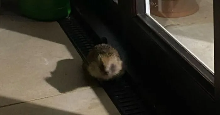 Hey Pandas, Post The Funniest Or Cutest Pics You Can Find Of Hedgehogs (Closed)