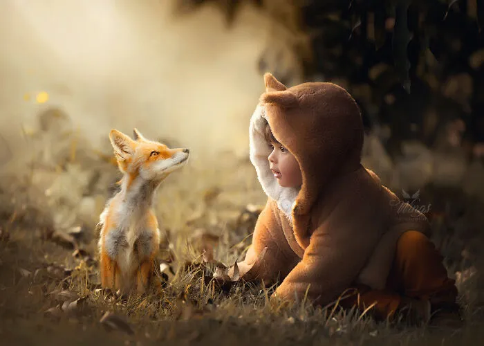 Curious Fox
