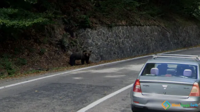"Bear Sighting". Location: Arges County, Romania