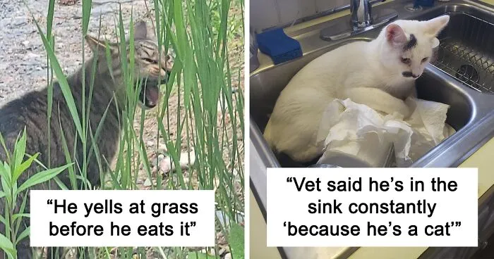 50 Times Cats Made Their Owners Wonder “What’s Wrong With My Cat” (New Pics)