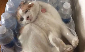 50 Times Cats Made Their Owners Wonder “What’s Wrong With My Cat” (New Pics)