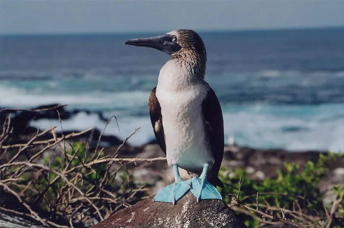Blue-Footed Booby