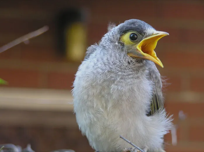 Noisy Miner