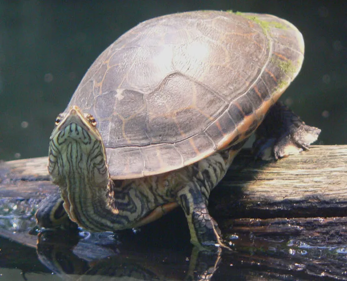 Chicken Turtle floating underwater 
