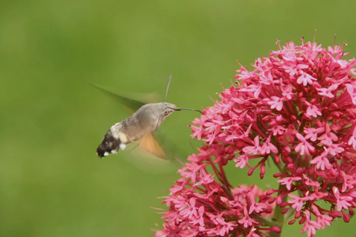 Hummingbird Hawk-Moth