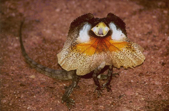 Frilled-Necked Lizard