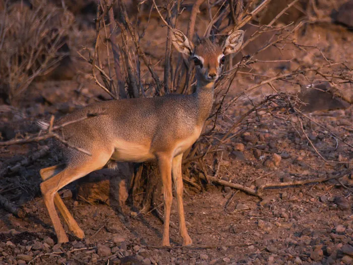 Dik-Dik