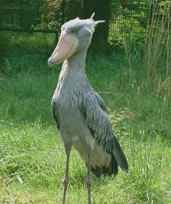 Shoebill standing on the grass 