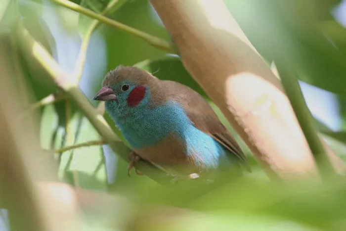 Red-Cheeked Cordon-Bleu