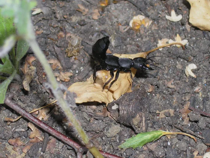 Devil's Coach-Horse Beetle on the tree bark