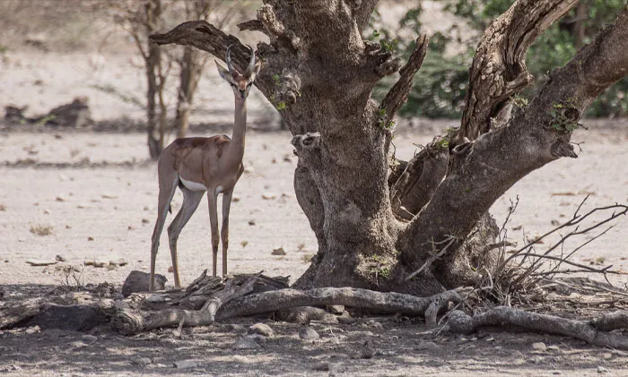 Gerenuk standing next to a tree