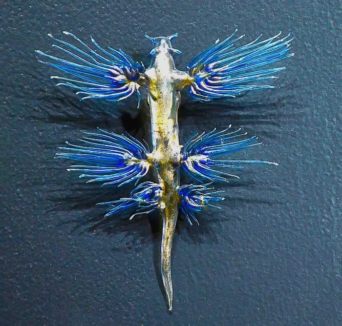 Glaucus Atlanticus swimming underwater 