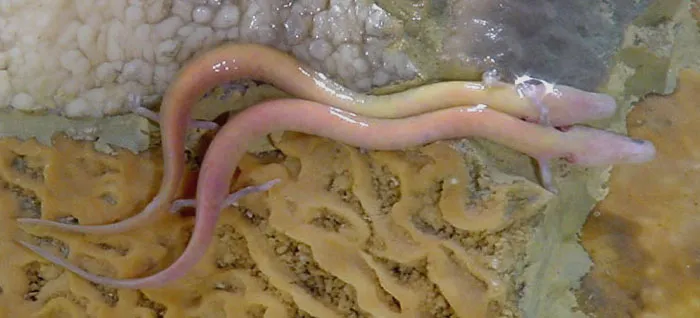 Olm floating in the water 