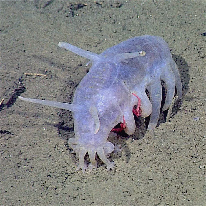 Sea Cucumber in the sand