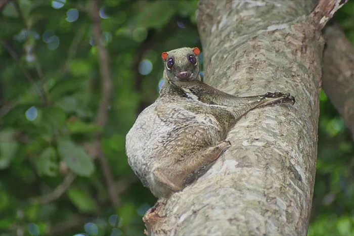 Colugo  climbing the tree 