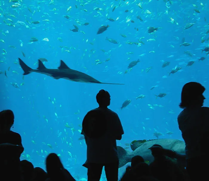 People looking at the Sawfish i the aquarium