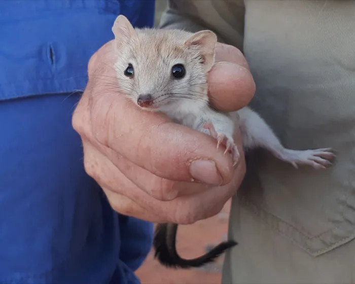 Person holding Mulgara