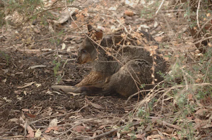 Tasmanian Pademelon lying on the ground 