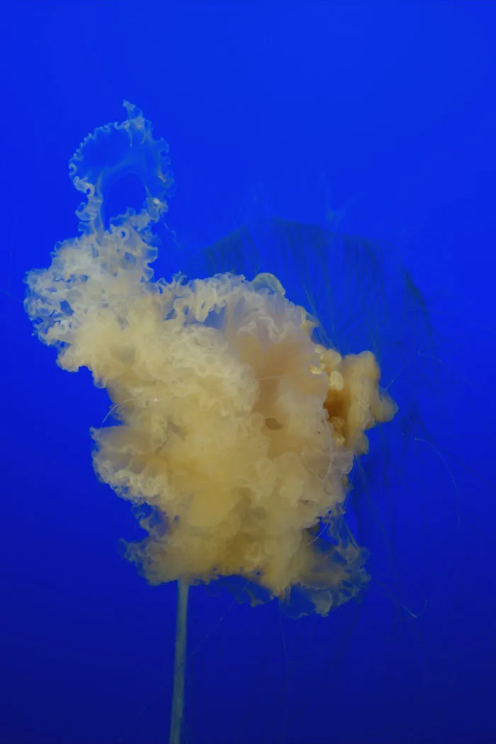 Fried Egg Jellyfish