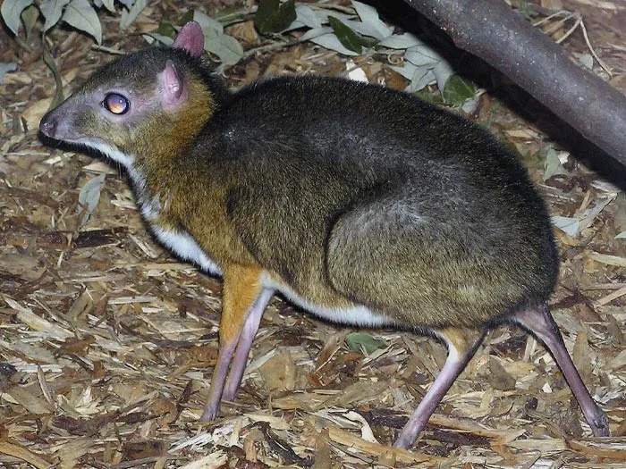 Deer Mouse