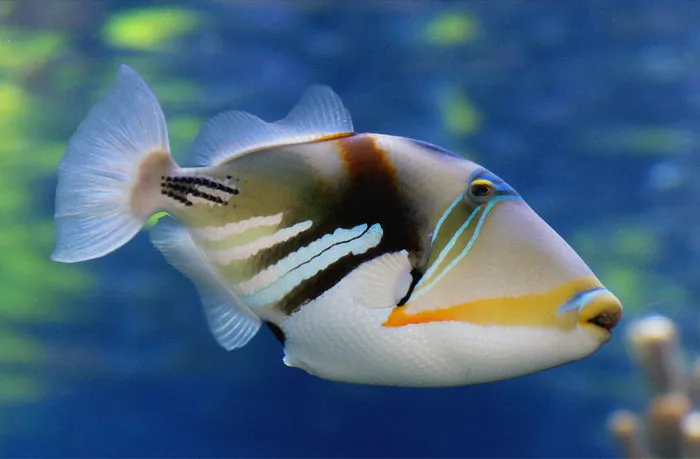 Humuhumunukunukuāpuaʻa
