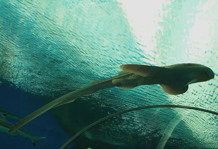 Zebra Shark swimming 