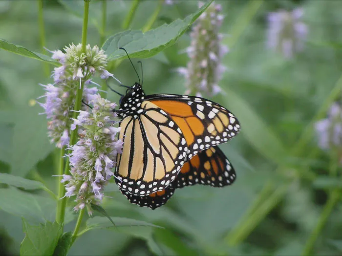 Monarch Butterfly ont he mint 