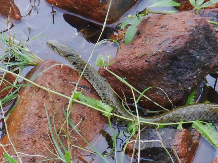 Oriental Ratsnake between  rocks 