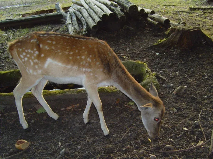 Dama Dama sniffs the ground