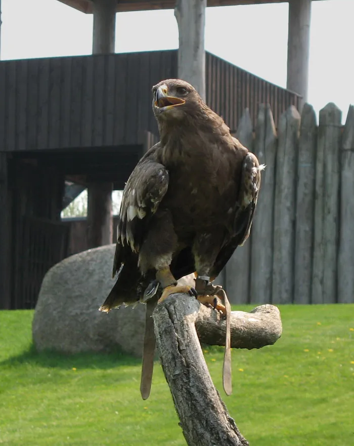 Lesser Spotted Eagle on the tree branch